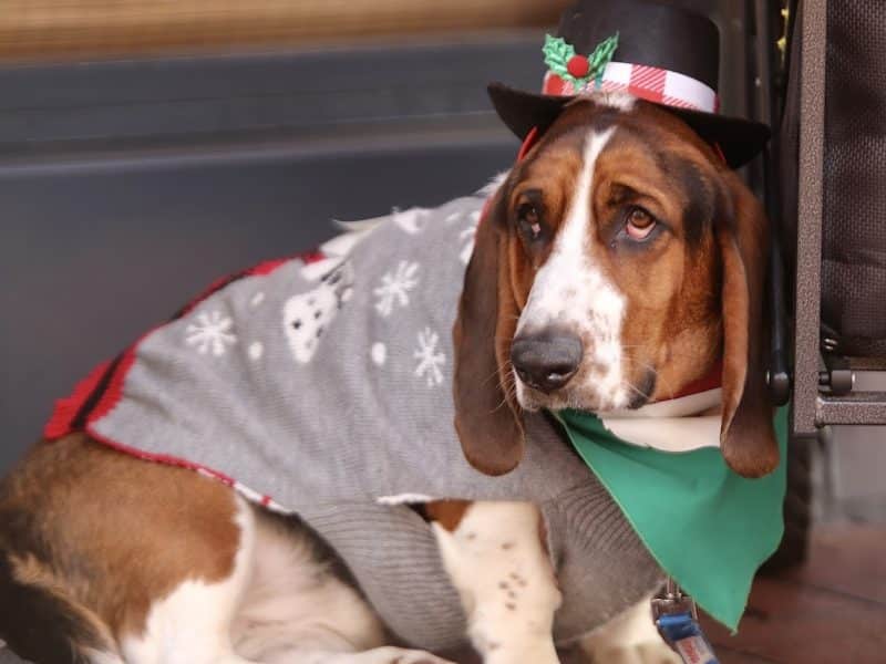 Gaslamp-Holiday-Pet-Parade-2025-Photos