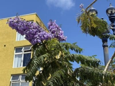 Jacaranda-Trees-Downtown-San-Diego