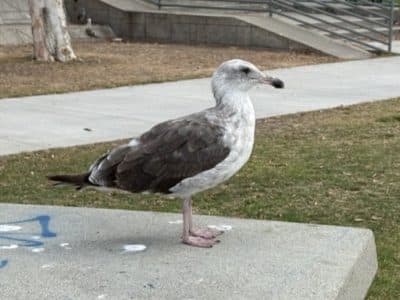 Gull-In-Downtown-San-Diego