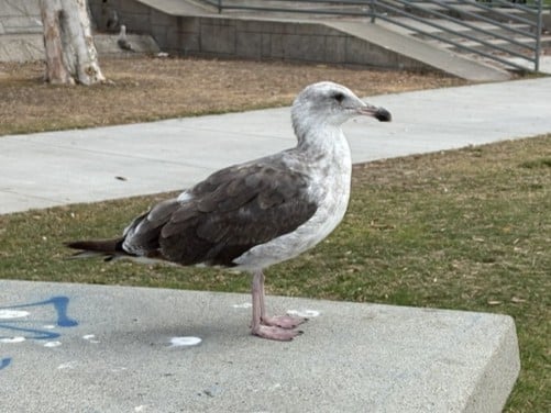 Gull-In-Downtown-San-Diego