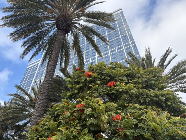 Palm-Trees-Downtown-San-Diego