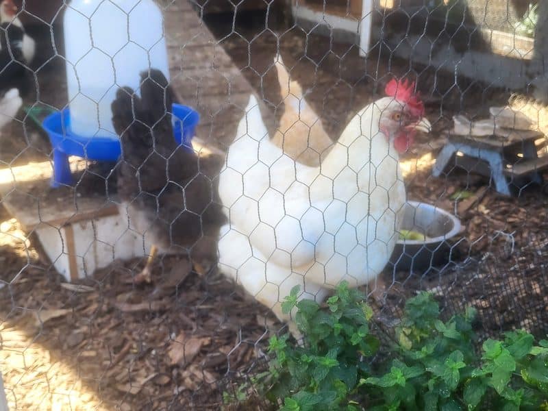 Malibu-Farm-San-Diego-chicken-coop